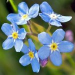Forget-Me-Not Flower