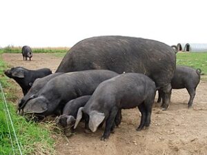 Cornish black pigs