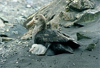 Giant Petrel & Chick