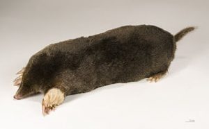 European Mole