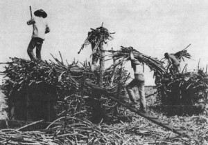 Chinese_contract_laborers_on_a_sugar_plantation_in_19th_century_Hawaii