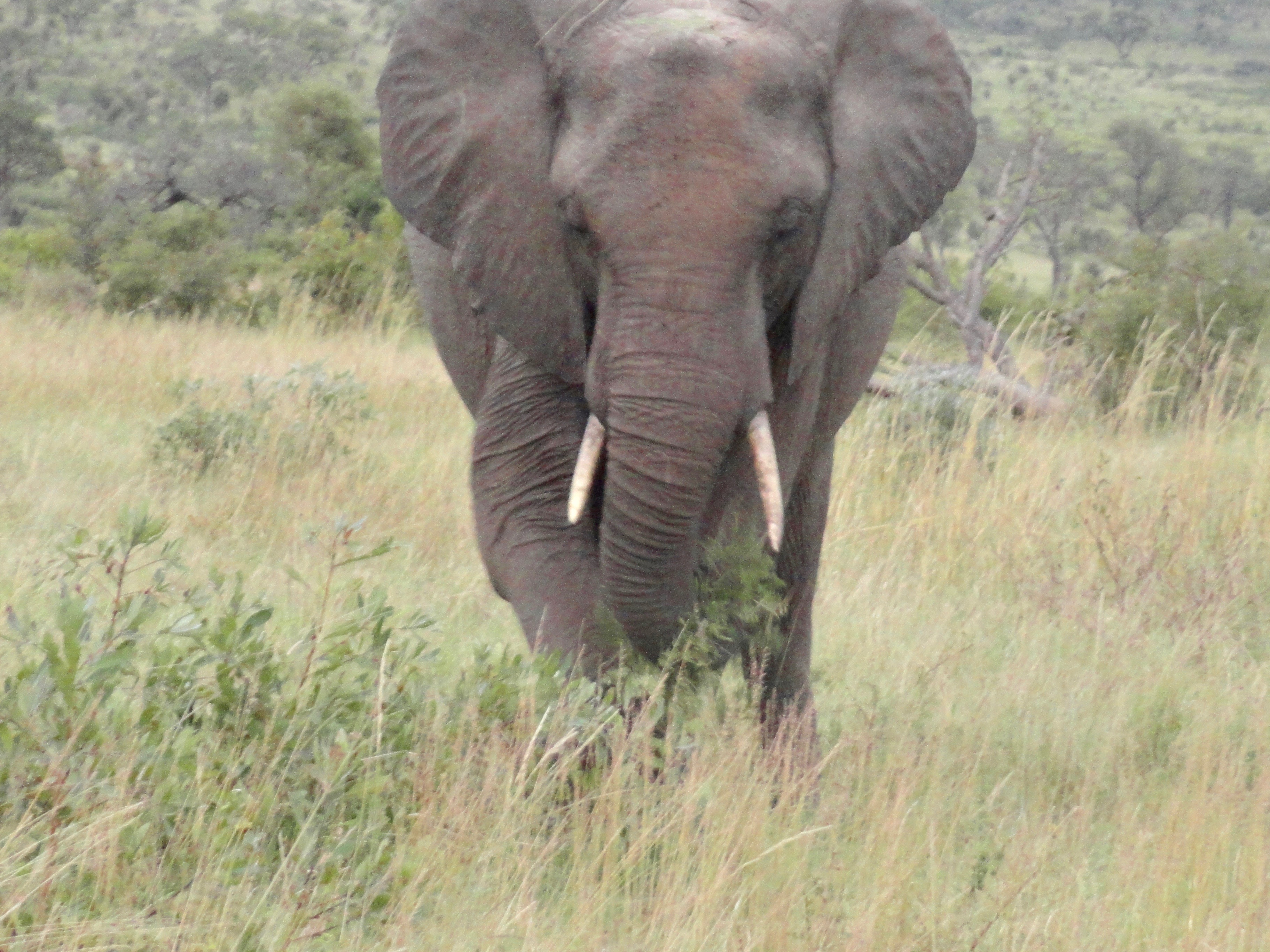 Elephants, Ivory & Conservation