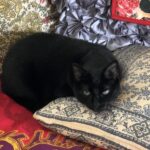 Black cat on pillows