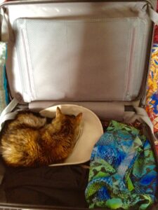 cat dozing in suitcase
