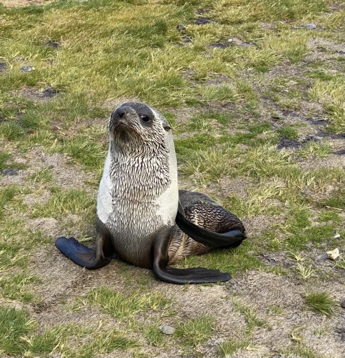 young fur seal