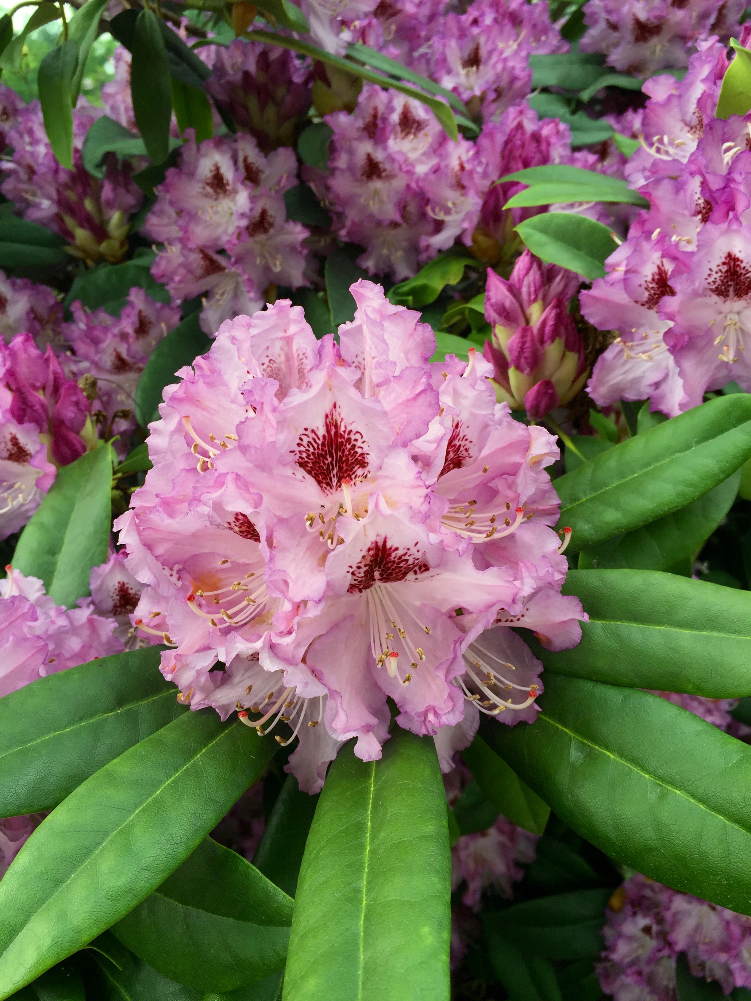RHODODENDRONS BLOOM IN THE SPRING — Tra-La