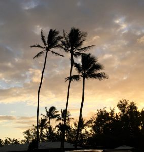 Palm Trees at sunrise