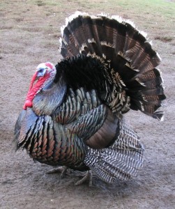 Male_North_American_turkey