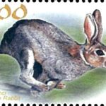 Rabbit Stamp from Year of the Rabbit